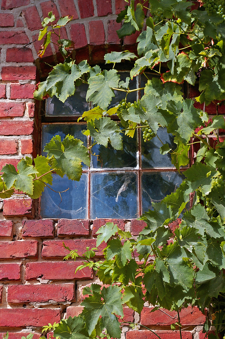 Vine, Vine blader, vin, blader, anlegget, natur, vegg