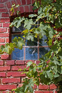 vine, vine leaves, wine, leaves, plant, nature, wall