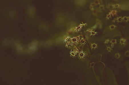 dark, blur, bokeh, flower, plants, nature, plant