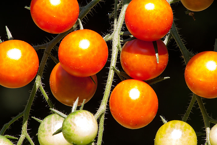 paradajka, Solanum lycopersicum, paradeisapfel, pestované, nachtschattengewächs, jedlo, strana paradajky