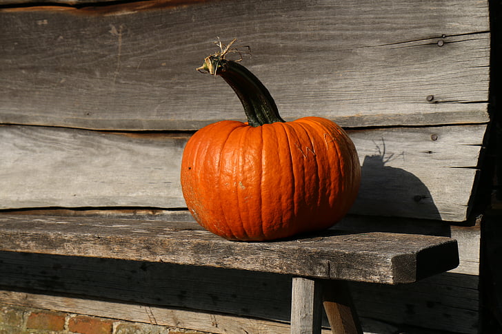 Outono, abóbora, laranja, banco, vegetal, madeira - material, sem pessoas