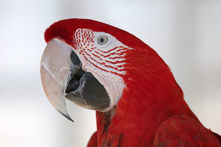 grøn vingede macaw, fugl, papegøje, Tropical, farverige, næb, Portræt