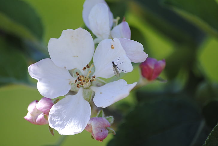 Apple blossom, hmyz, Closeup