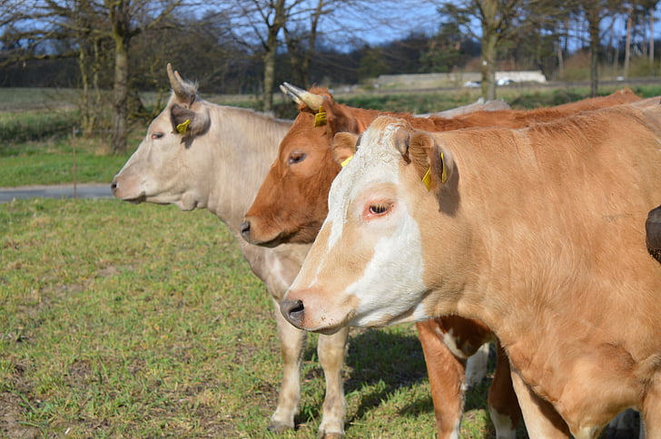 cows, cattle, pasture, coupling