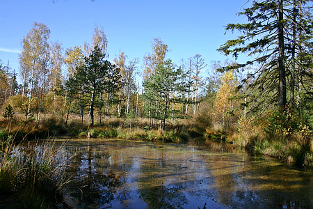 wetland, lake, pond, forest, nature, landscape, water