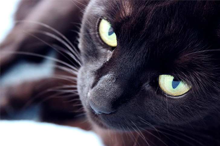 кошка, внутренние, черный, животное, домашнее животное, мило, глаза кошки