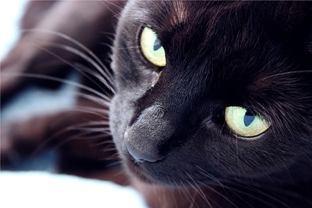gato, doméstica, preto, animal, animal de estimação, bonito, olhos de gato
