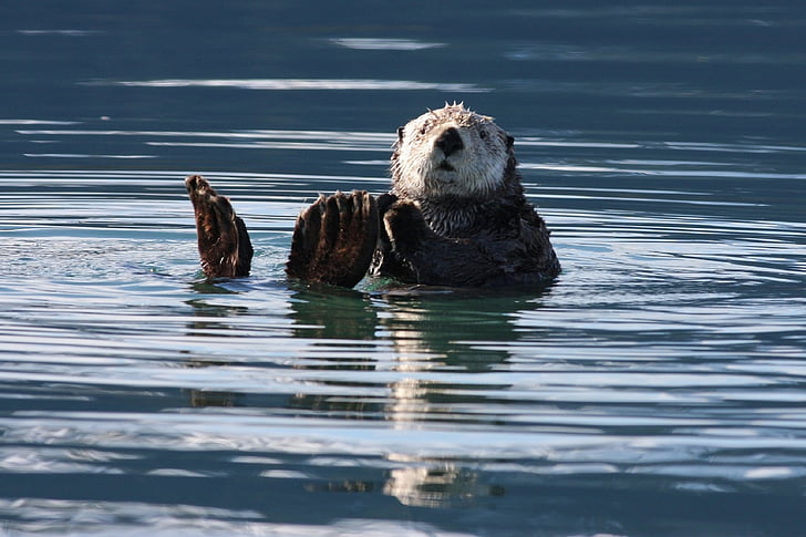 Sea otter, simning, flytande, vatten, Marine, päls, vilda djur