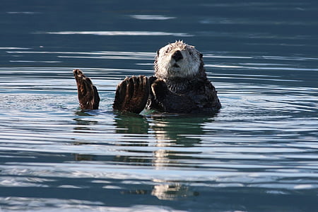 Sea otter, svømning, flydende, vand, Marine, Fur, Wildlife