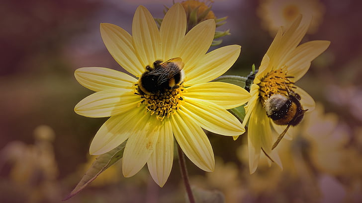 bees, blossom, bloom, close, filter effect, yellow, violet
