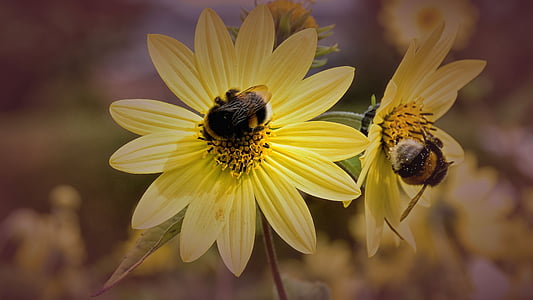 méhek, Blossom, Bloom, zár, szűrőeffektus, sárga, lila
