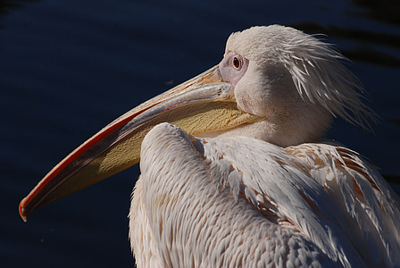 Roze pelikaan, Pelikaan, Pelecanus onocrotalus, Roze pelikaan, water vogels, vogel, vliegen