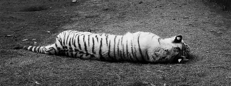 Bílý tygr, černá a bílá, Siesta, odpočinek, spící, zadní pohled, unavený