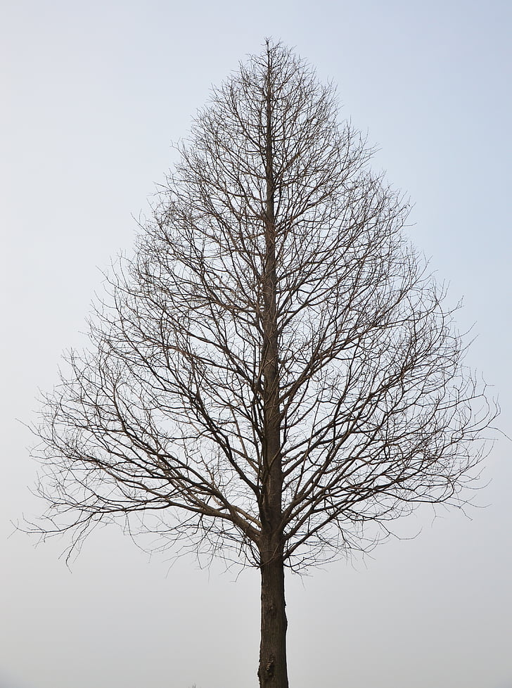 arbre, marceix, branca, l'hivern, sense fulles, silueta, solitari