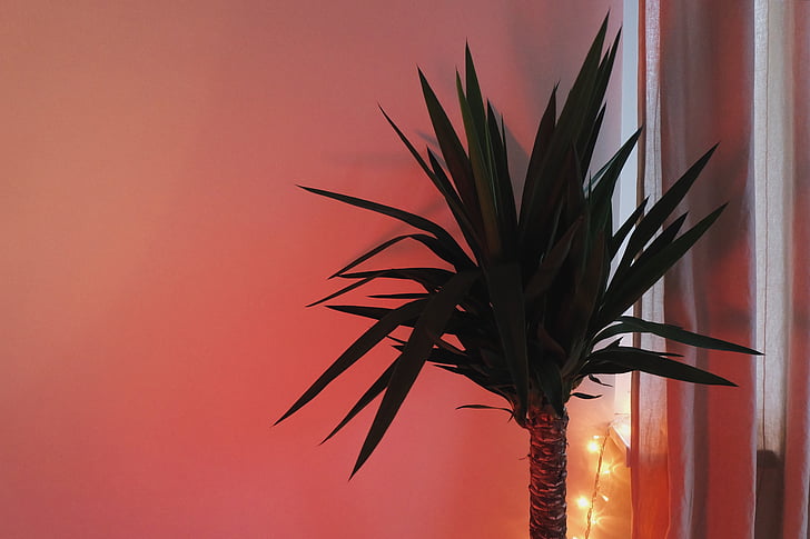 vert, Indoor, plante, palmier, chambre, décor, rouge