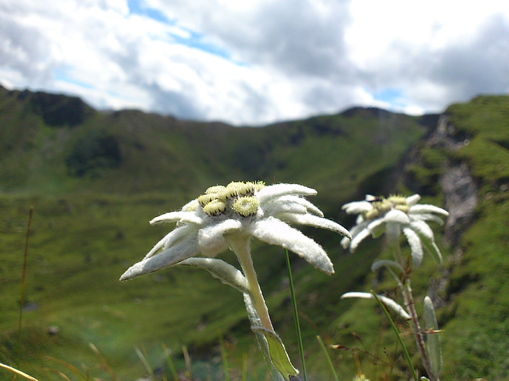 Edelweiss, berg bloemen, Bergen