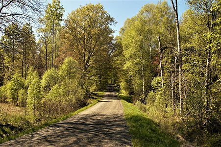 tree, forest, summer, road, dirt road, sweden, outdoor