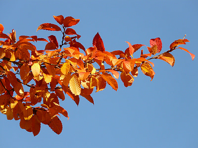 autunno, foresta, albero, ramo, foglie, foglia, colorato