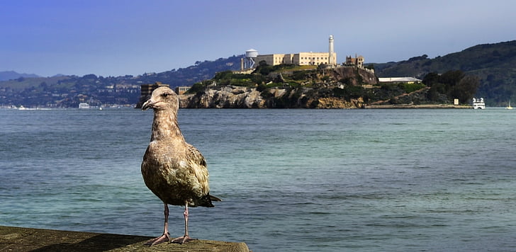 Alcatraz, pták, ostrov, věznice, Racek, oceán, cestovní ruch
