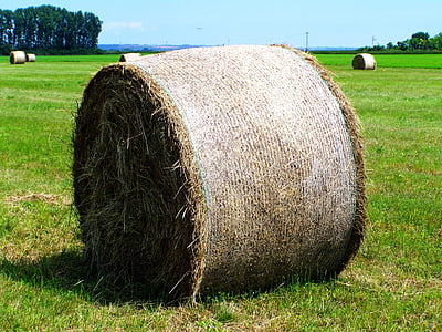 hay bale, forage, mown field, agriculture, bale, hay, field