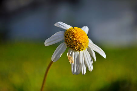 Daisy, bunga, alam, artefak, hijau, kuning, padang rumput