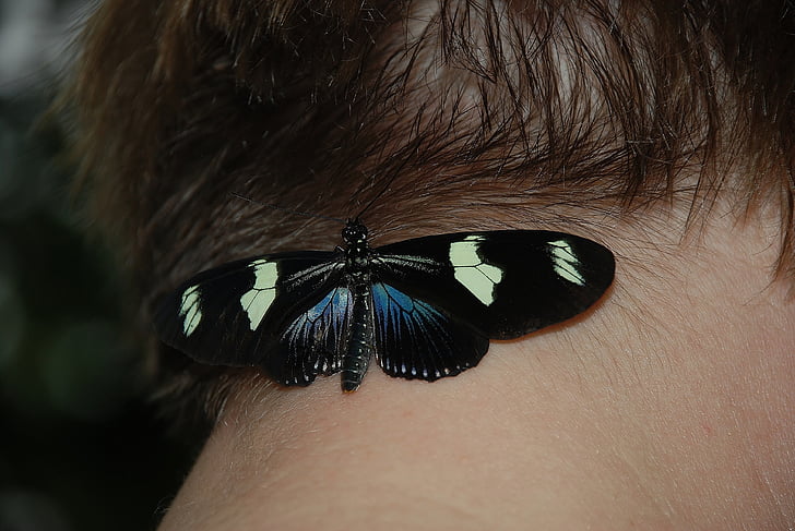 blauwe doris, vlinder, macro, insect, vlinders, dieren
