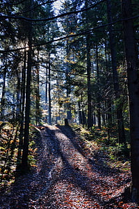 Forest, nature, à l’extérieur, chemin d’accès, arbres, arbre, bois