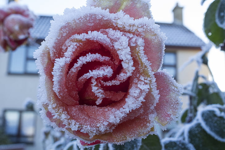 Rožė, nuo užšalimo, šaldymo, Žiedlapis, raudona, rožinė, balta