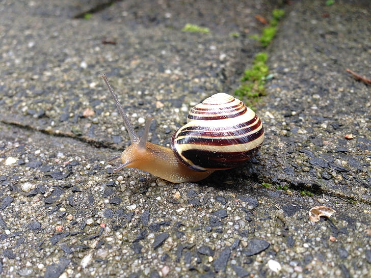 snail, paving stone, animal, shell, probe