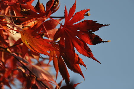 musim gugur, merah, daun merah, kontras biru merah