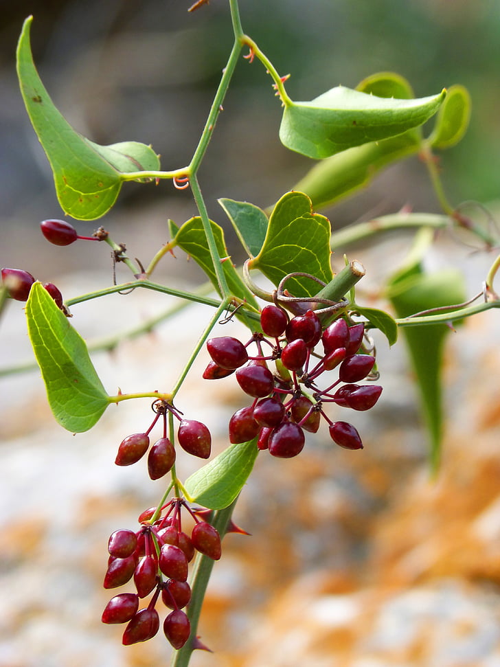 sarsaparilla, rastlin prosto živeče živali, jagode