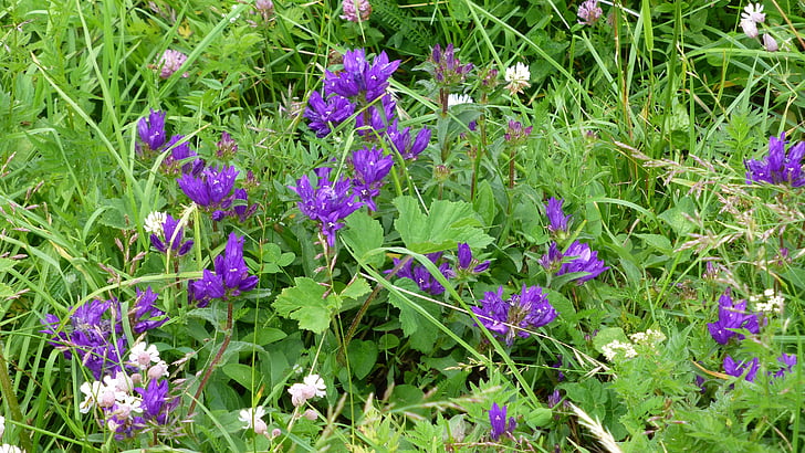 Allgäu, kalnų gėlės, pieva, violetinė, laukinių gėlių