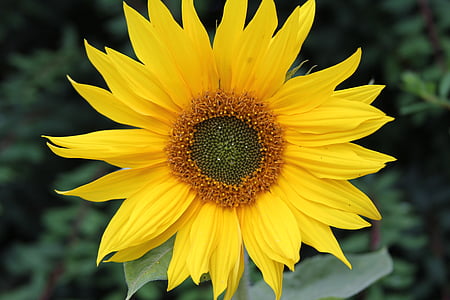 sunflower, flower, petal, floral, yellow, garden, blooming