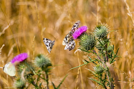 蝴蝶, 昆虫, 白色, 自然, 花, 夏季, 蝴蝶-昆虫