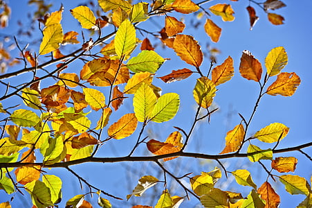autunno, foglie, autunno dorato, foglia, Colore, d'oro, emergono
