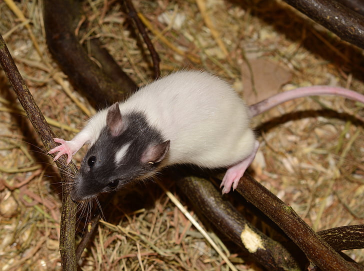 rat, animal, rosegador, imatge, rata de color, Rattus norvegicus forma domestica