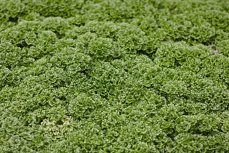 βρύο, Selaginella apoda, footless moss βότανο, Moss βότανο, φυτό, φύση, μακροεντολή