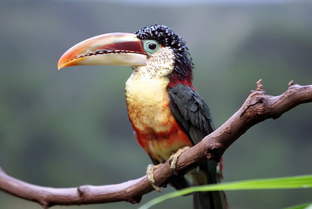 toucan, bird, wildlife, exotic, wild, beak, long