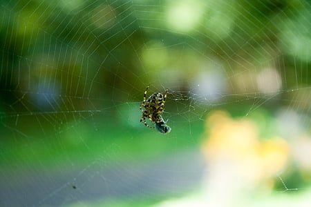 nhện, bay, nạn nhân, Spider web, Thiên nhiên, vĩ mô