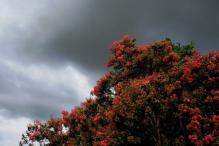 tree, flowers, covered, green leaves, sky, clouds, gloomy