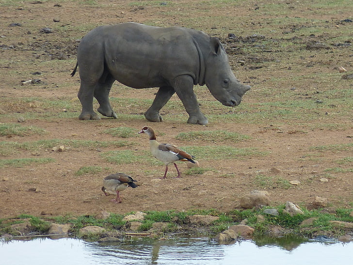 Zuid-Afrika, steppe, Savannah, wildernis, dieren in het wild, dierenwereld, Safari