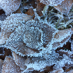 leaves, crystals, frost, winter, frozen, iced, nature