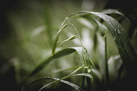 Close-up, kedalaman lapangan, embun, rumput, hijau, hujan, basah