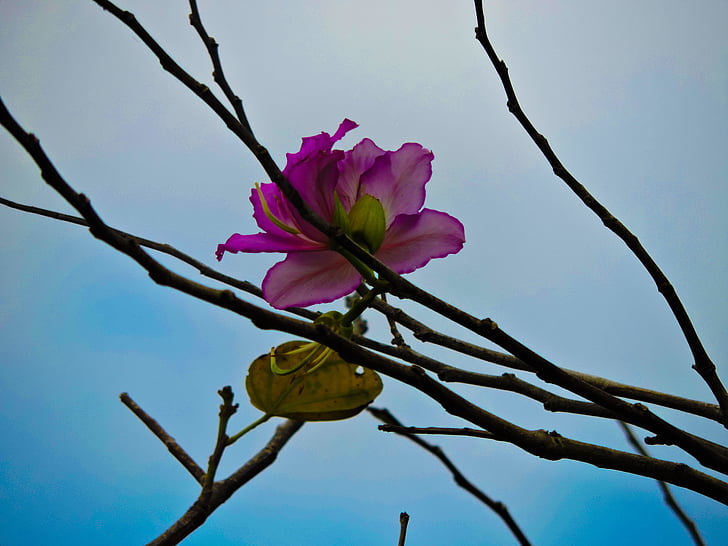 pink, flower, only, one, in, tree, alone