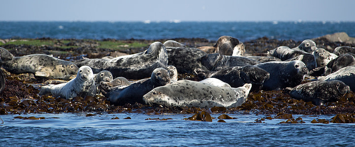 těsnění, Tuleň kuželozubý, Atlantic tuleň kuželozubý, zvíře, volně žijící zvířata, farne, Northumberland