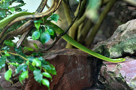 snake, zoo, reptile, nature, leaf, forest