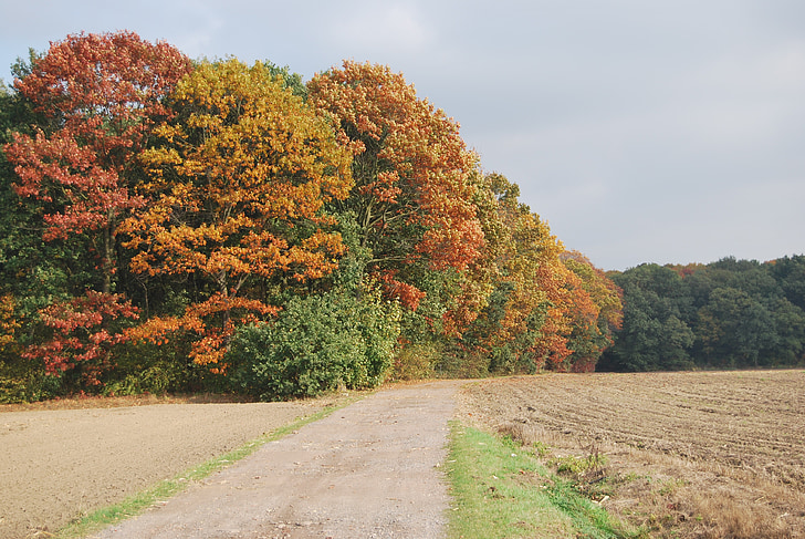 automne, arbres, couleurs, route, nature, feuilles, beauté