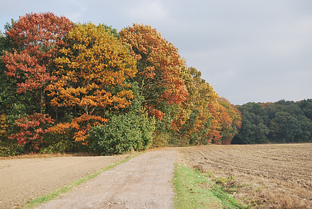 Есен, дървета, цветове, път, природата, листа, красота