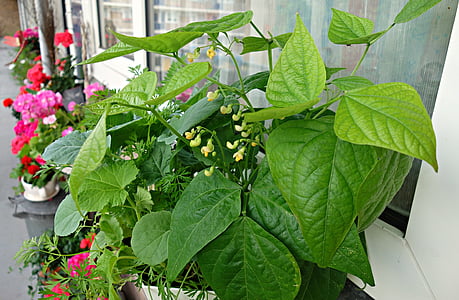 légume, plante, culture, haricots, jardin potager, croissance, alimentaire