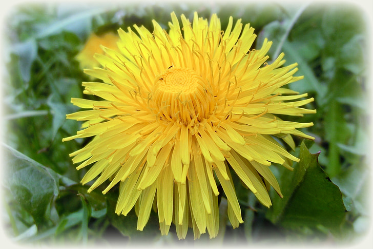 dandelion, buttercup, nature, summer, yellow